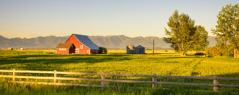 Farm_saranye1 Farm_saranye1